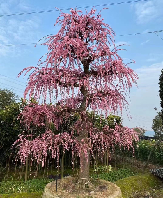 成都金丝楠木产品